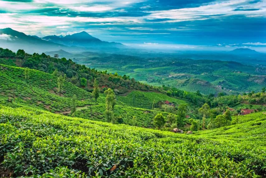Canopy Plantations