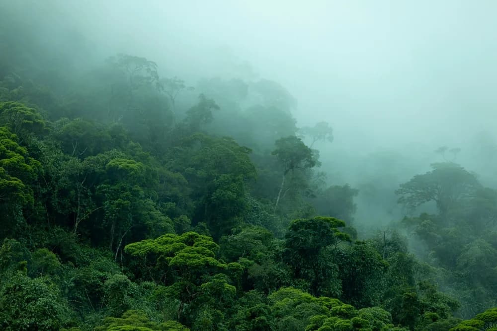 Monsoon Mist