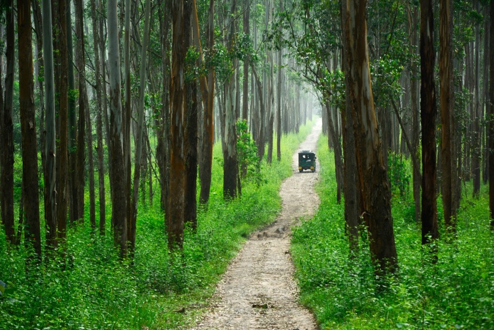 Muthanga Wildlife